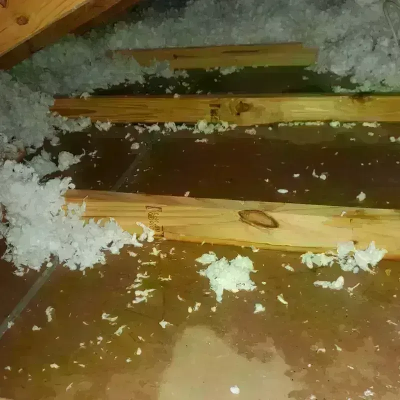 Attic Water Damage in Maurice, LA