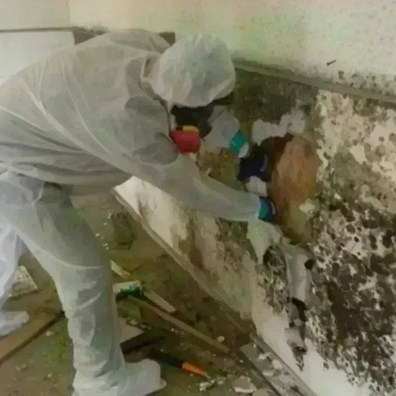 Mold Remediation and Removal in Maurice, LA